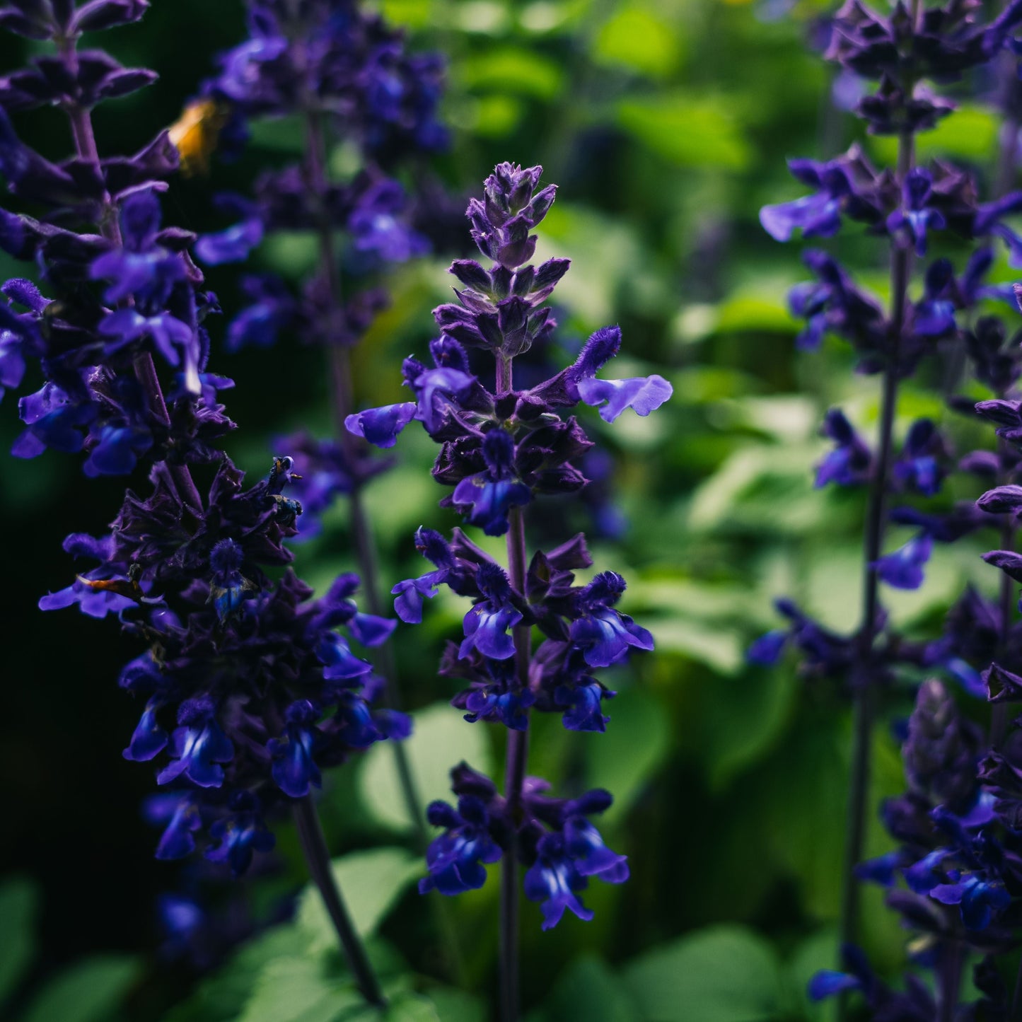 Lavanda esencia aromática P1