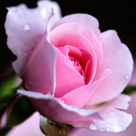 Rosas esencia aromática P1